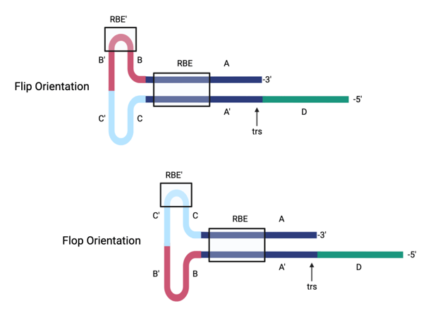 Tertiary structure of the wild-type AAV2 ITR, which forms a T-shape with four palindromic regions labeled A-A’, B-B’. C-C’ and D and can be arranged in flip or flop orientations.