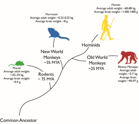Phylogenetic tree which starts at a Common Ancestor. Branches off the main brain, in order, are Rodents ~75 MYA - Mouse; average brain weight 0.4 g; New World Monkey ~35 MYA - Marmoset; average brain weight ~8 g, Old World Monkeys ~25 MYA - Rhesus Macaque, average brain weight 90-97 g; and the tree ends at Hominids -- Human, average brain weight 1300-1400 g.