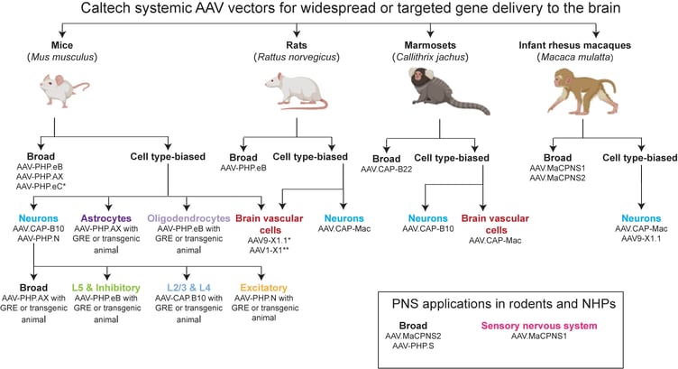 AAV decision tree graphic. Top level choice: CNS or PNS? Next level on both branches: species; final level on all branches: cell type. Following to broad tropism in marmoset CNS leads you to CAP-B22. In marmoset neurons: AAV.CAP-B10. In marmoset brain vascular cells: AAV.CAP-Mac. Broad tropism in infant rhesus macaques CNS: AAV-MaCPNS1 or AAV-MaCPNS2. Infant rhesus macaques neurons: AAV.CAP-Mac or AAV9-X1.1. Broad tropism in mice CNS: AAV-PHP.eB, AAV-PHP.AX, or AAV-PHP.eC. Mouse astrocytes: AAV-PHP.AX with GRE or transgenic animal. Mouse brain vascular cells: AAV9-X1.1, AAV1-X1. Mouse neurons: AAV.CAP-B10 or AAV-PHP.N. Capsids that target specific neuronal cells in mice are further divided into subtypes. Mouse broad neuronal tropism leads you to AAV-PHP.AX with GRE or transgenic animal. L5 & Inhibitory: AAV-PHP.eB with GRE or transgenic animal. L2/3 & L4: AAV.CAP-B10 with GRE or transgenic animal. Excitatory neurons: AAV.PHP.N with GRE or transgenic animal. PNS applications across species leads you to AAV-MaCPNS2 or AAV-PHP.S for broad tropism. The sensory nervous system leads you to AAV-MaCPNS1.