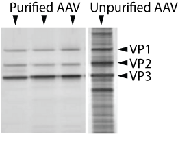 Silver stained protein gels. Three lanes are labeled "Purified AAV" with three strong bands (labeled VP1, VP2, VP3) and relatively few faint bands. One lane on a separate gel is labeled "Unpurified AAV" has three strong bands at VP1, VP2, and VP3, and many clearly visible background bands.