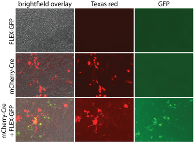 Microscopy images generated from experiment described in figure caption. Negative controls show no expression.  mCherry-Cre has red cells in brightfield overlay and Texas red, but not GFP channels. mCherry-Cre + FLEX-GFP shows red and green cells in brightfield overlay, red cells in Texas red, and green cells in GFP channels.