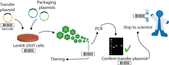 Cartoon schematic: a barcoded transfer plasmid and packaging plasmids are put in barcoded LentiX-293T cells. From this, an arrow points to virus particles with a barcode; an arrow from the barcode points to "titering." Another arrow from the virus particles points to "PCR" and an arrow from PCR points to a protein gel image labelled "confirm transfer plasmid" with a barcode. A final arrow points from confirm transfer plasmid to "ship to scientist" with a barcode and a beaker of virus.