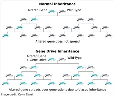 Normal inheritance pattern vs gene drive inheritance pattern. With a normal inheritance pattern, an altered gene does not spread among the population. With a gene drive, an altered gene spreads to the whole population over a few generations due to a biased inheritance pattern.
