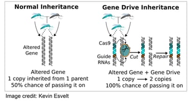 Basic gene drive mechanism. With normal inheritance, an altered gene has a 50% chance of being passed on to offspring. With gene drive inheritance, Cas9 is inserted in its own cut site. After one copy is inserted, Cas9 cuts the wuld-type chromosome and uses its own gene as a repair template. This converts the heterozygote into a homozygote with two copies of the altered gene. All future offspring will inherit the altered gene as well.