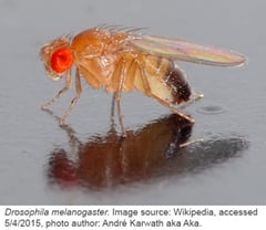Drosophila melanogaster aka fruit fly