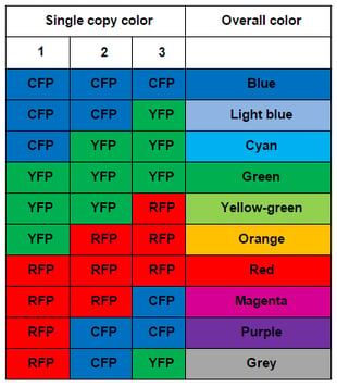 Table of the different color combinations you can get with Brainbow.