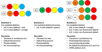 Resumen de las variaciones entre las versiones 1, 2 y 3 de Brainbow.