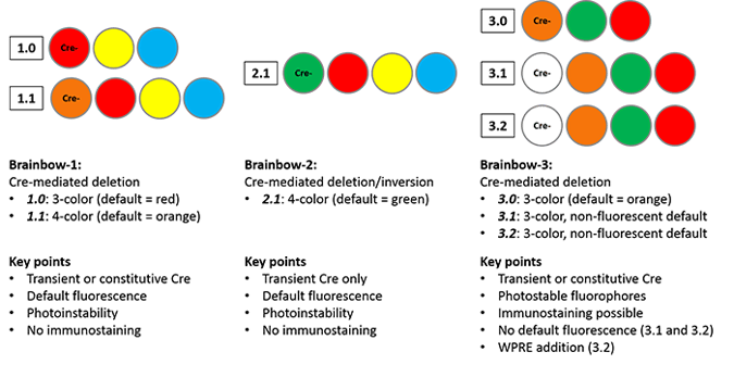 Overview of variations between Brainbow versions 1, 2 and 3.