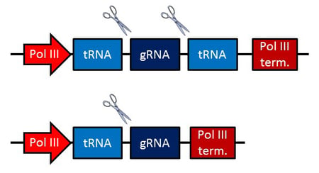 Multiplexing CRISPR gRNA tRNA cassette organization. Scissors indicate cleavage sites.