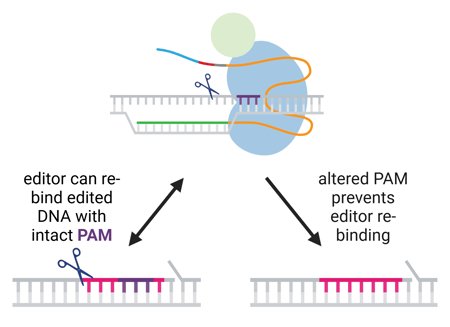 A cartoon of a prime editor with two different edit sequences. The DNA sequences are shown with one strand edited and a 5′ DNA flap, before heteroduplex resolution and DNA repair.  The first edit has an unchanged PAM. This DNA is shown connected to the prime editor by a two-way arrow, indicating that the editor can re-bind. Re-nicking is represented by scissors and would remove the newly edited DNA.  The second edit has an altered PAM. A one-way arrow leads from the prime editor to this edit, indicating that the changed PAM prevents the editor from re-binding.