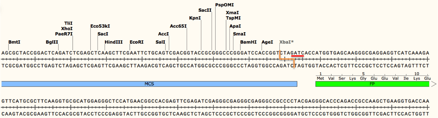 Plasmid sequence with restriction and methylation sites