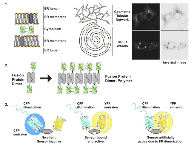 Problems that can be caused by GFP dimerization