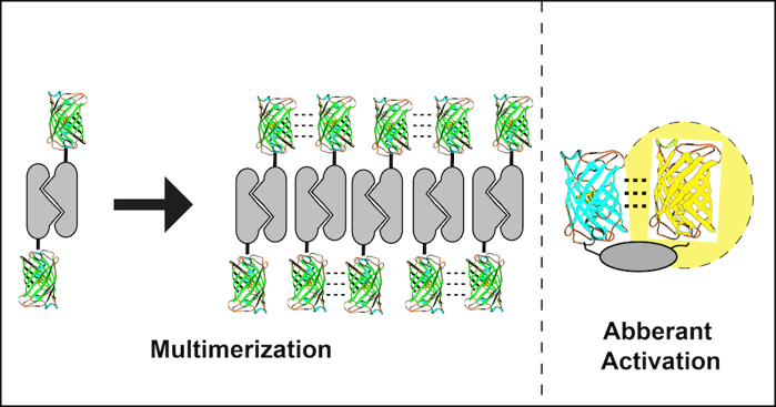 GFP multimerization