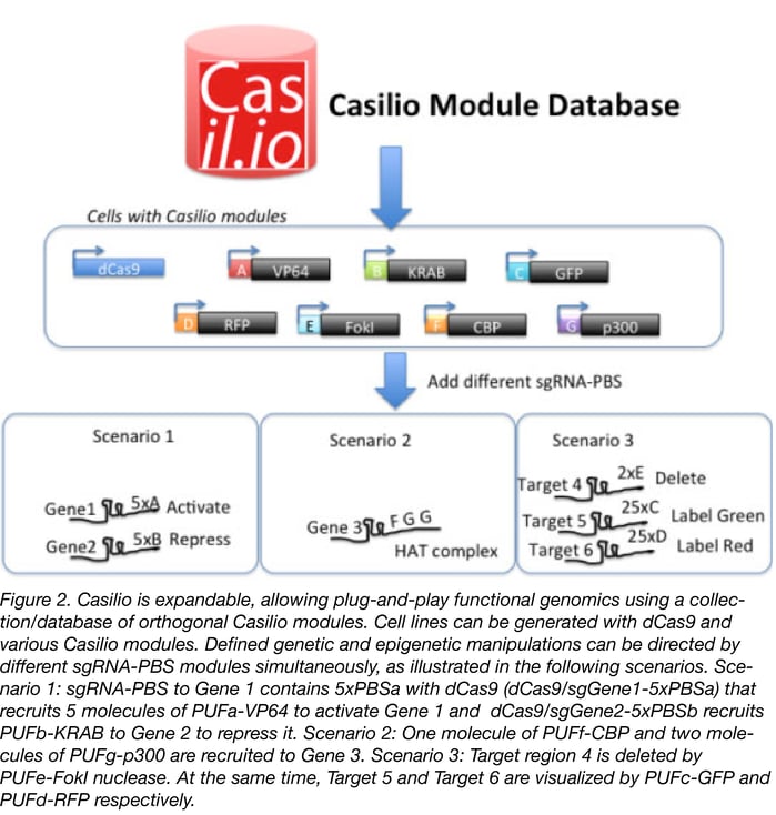 Casilio Module Database