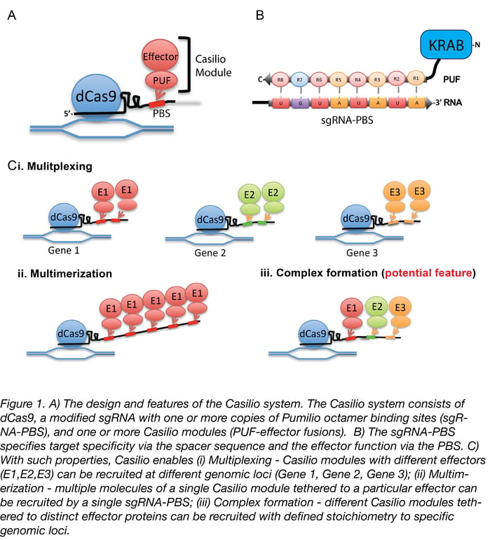 Casilio Applications