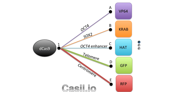 Casilio Overview