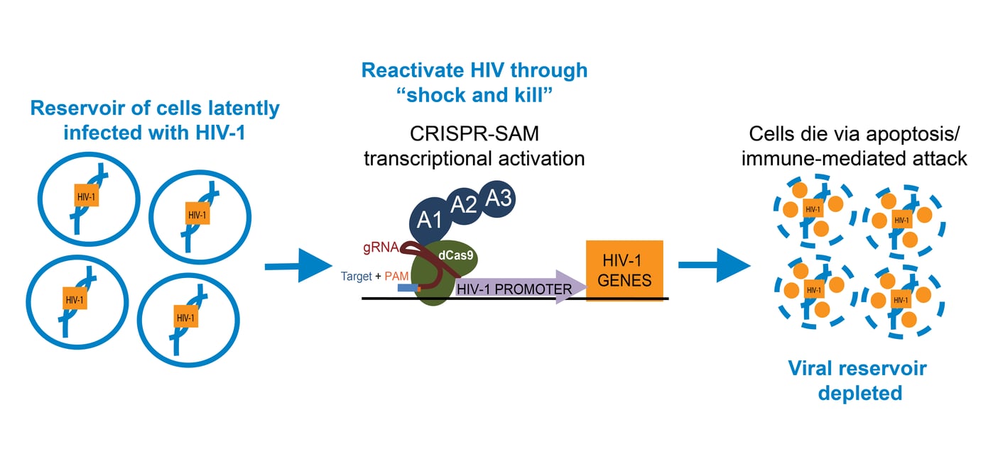 Targeting HIV1 with CRISPR Shock and Kill or Cut it Out?