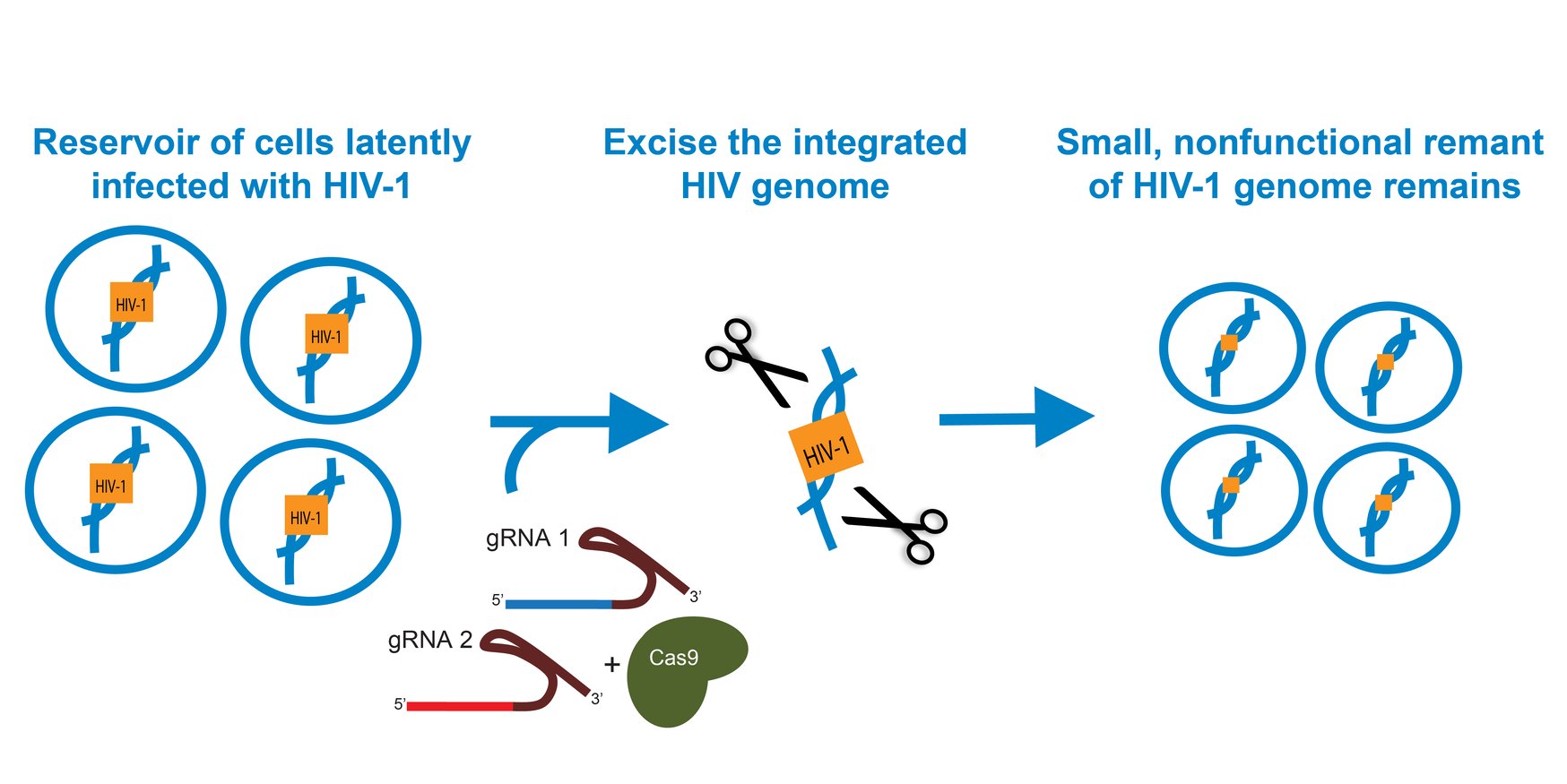 Targeting HIV1 with CRISPR Shock and Kill or Cut it Out?