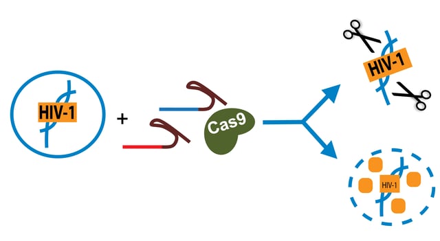 CRISPR HIV