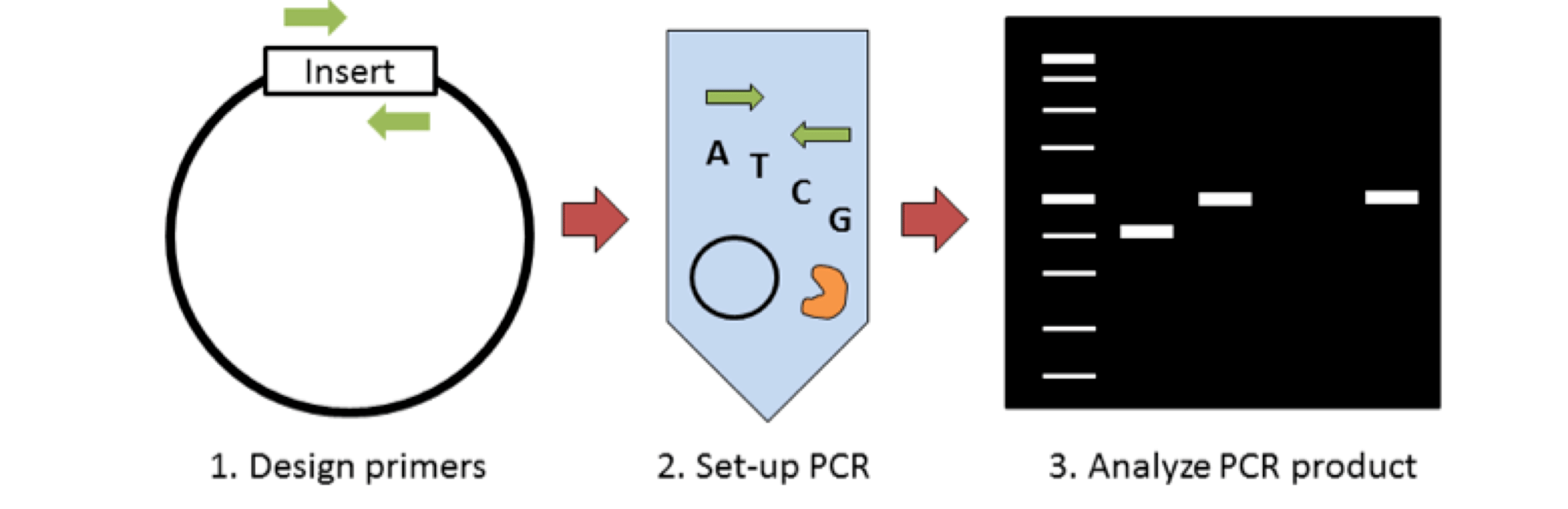Plasmids 101 Colony PCR