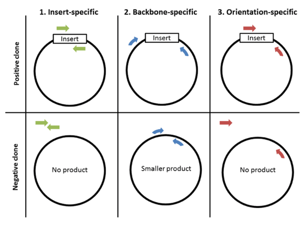 Colony PCR Primer Types