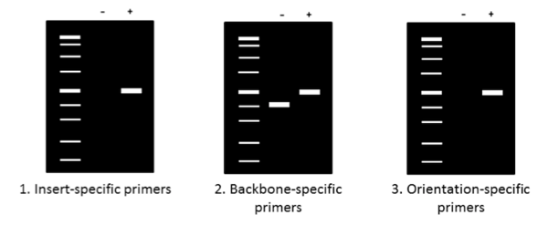 Colony PCR Agarose Gels