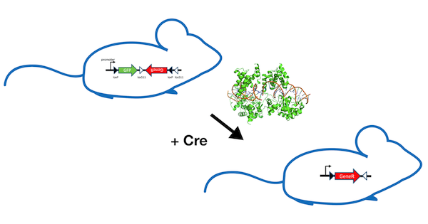 FLEx switches can be used for conditional gene expression in mice