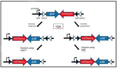 FLEx switch to swap BFP for mCherry expression