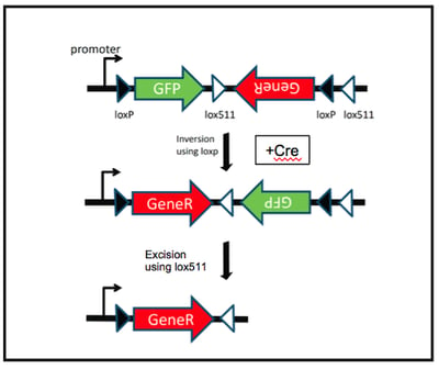 FLEx switch using Cre to activate gene expression