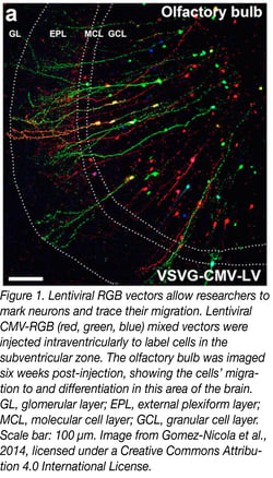 Successful lentiviral infection in the olfactory bulb