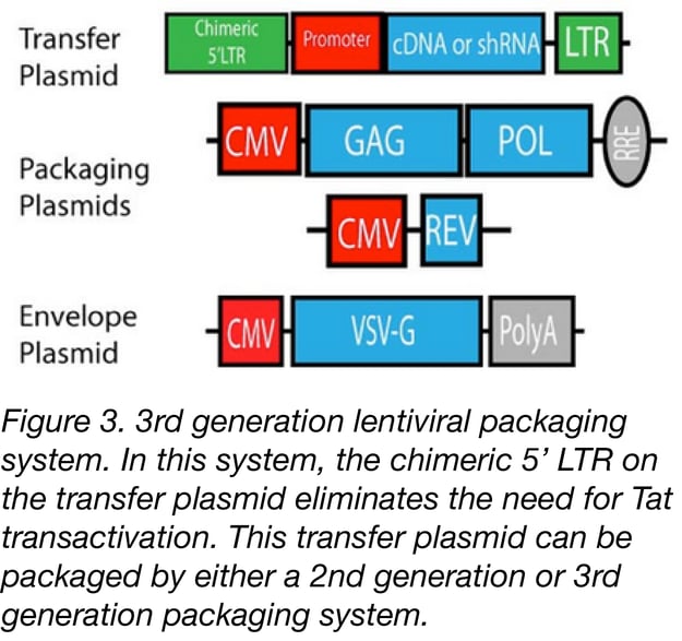 Lentiviral Vector Uses and Overview