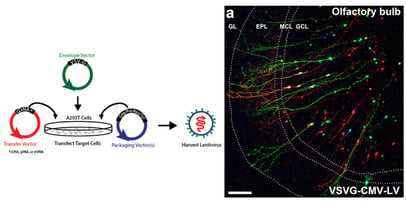 Lentiviral production and infected cells