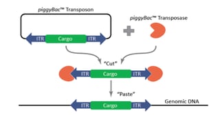 PiggyBac Transposon Intergrating into the Genome
