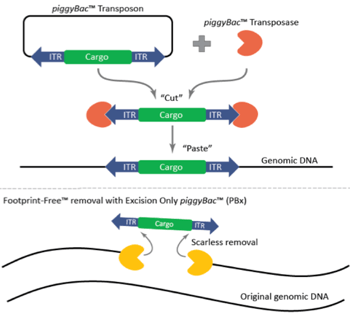 piggyBac transposon integration and removal