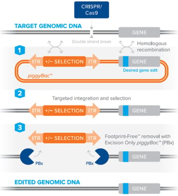 Using piggyBac for enhanced CRISPR genome editing