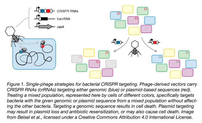 phage strategies for bacterial CRISPR targeting