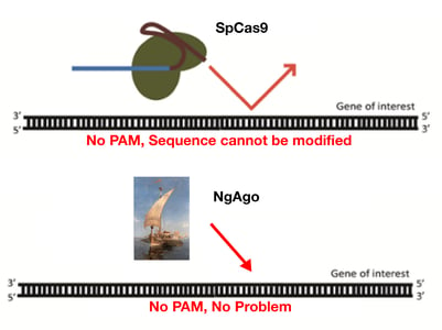 Cas9 PAM requirement
