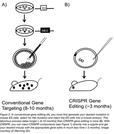 Comparison between CRISPR mouse model generation and conventional mouse model generation