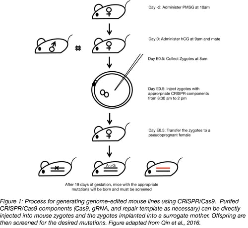 Mouse genome editing process with CRISPR/Cas9