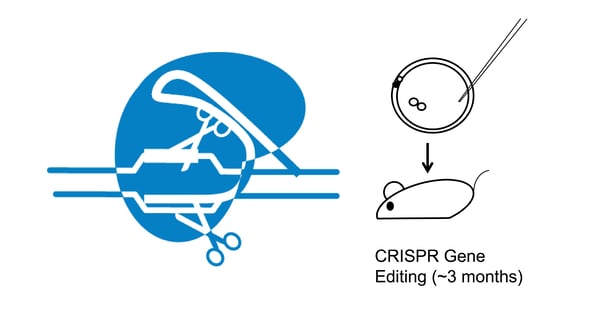 CRISPR mouse model