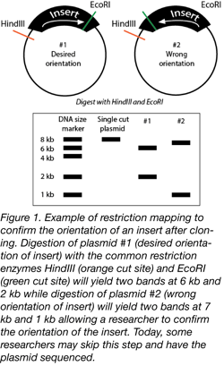 Restriction Mapping