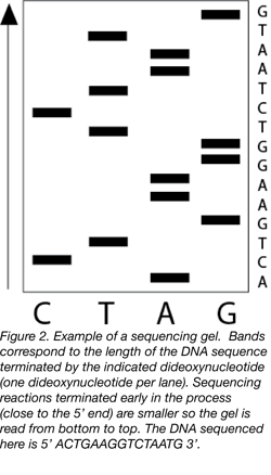 Sanger Sequencing Gel