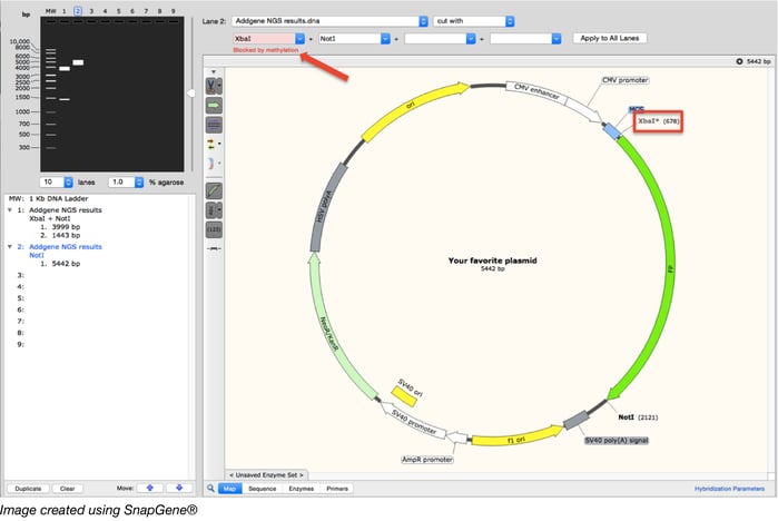 methylation and restriction enzymes snapgene map