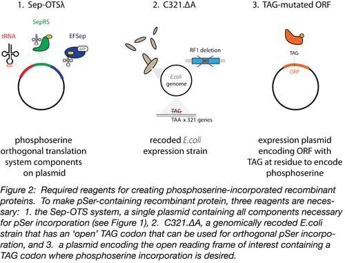 creating phosphoserine-incorporated recombinant proteins