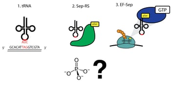 phosphoserine incorporation