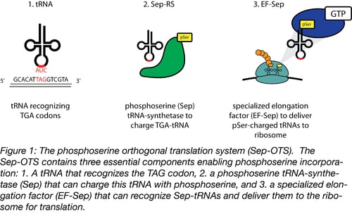 phosphoserine orthogonal translation system