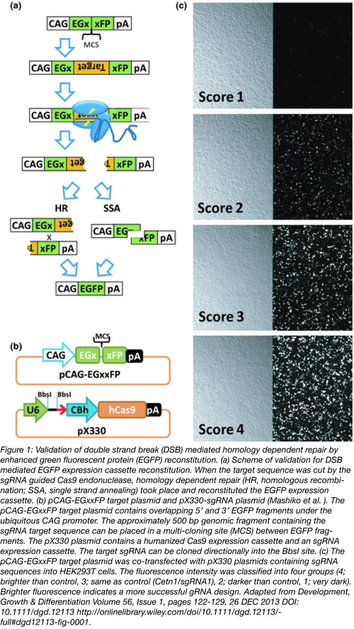validating double strand break mediated HDR by eGFP reconstitution