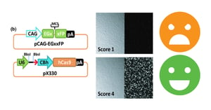 mouse editing plasmids