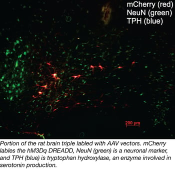 Triple AAV Infection