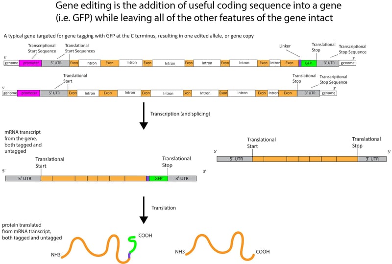 transcription and splicing of a tagged or untagged gene removes the introns. the transcribed mRNA forms protein with either the tagged or untagged version of the gene